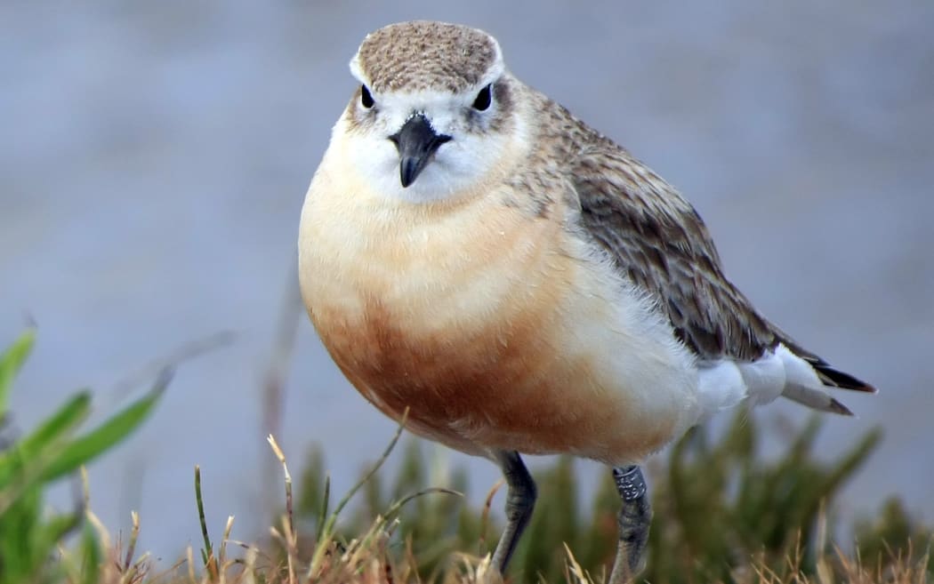 There are just over 2000 northern New Zealand dotterels, and they are found around much of the North Island. Another subspecies now breeds only on Stewart Island.