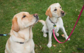 Two yellow labradors both called Bella standing in a park
