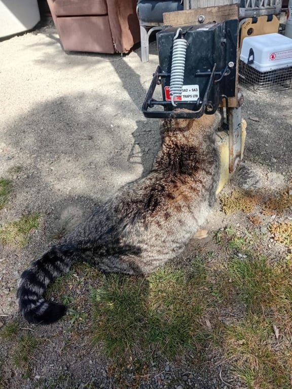 Dead feral cat caught in a trap
