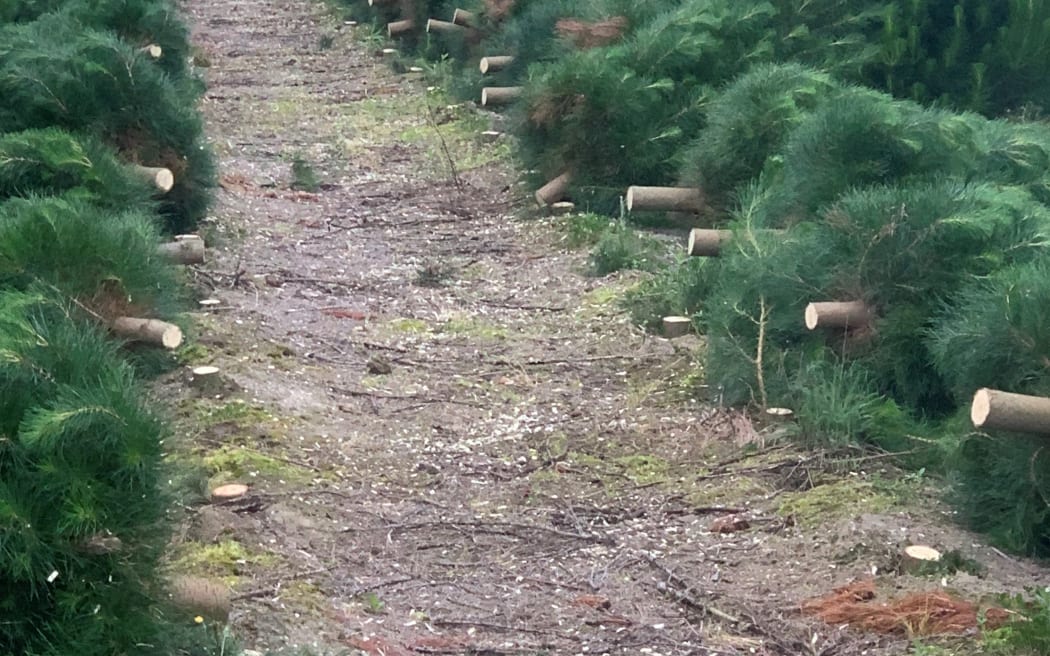 Felled Monterey pine trees ready to be sold at Needle Fresh Christmas Trees in Swannanoa, Canterbury.
