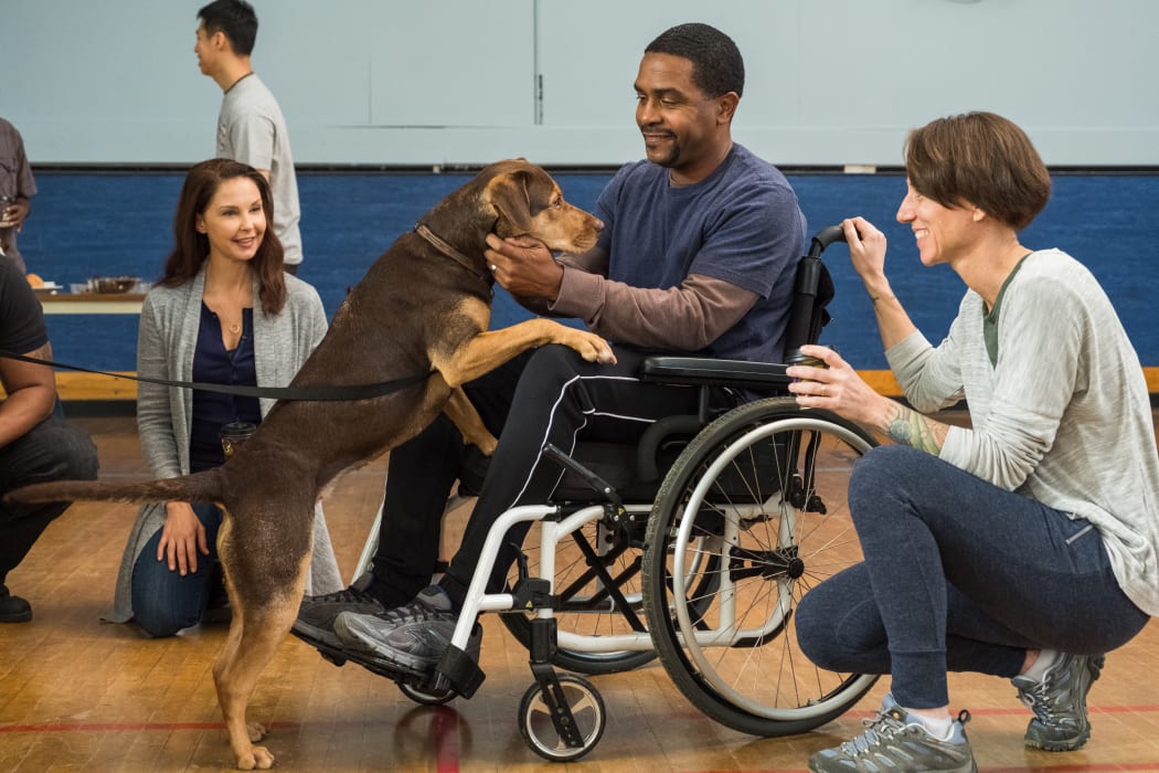 Ashley Judd, Shelby the dog, Rolando Boyce and Annie Nelson in a scene from the movie A Dog's Way Home.