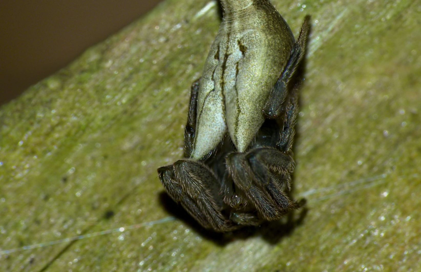 Female Tailed Forest Spider