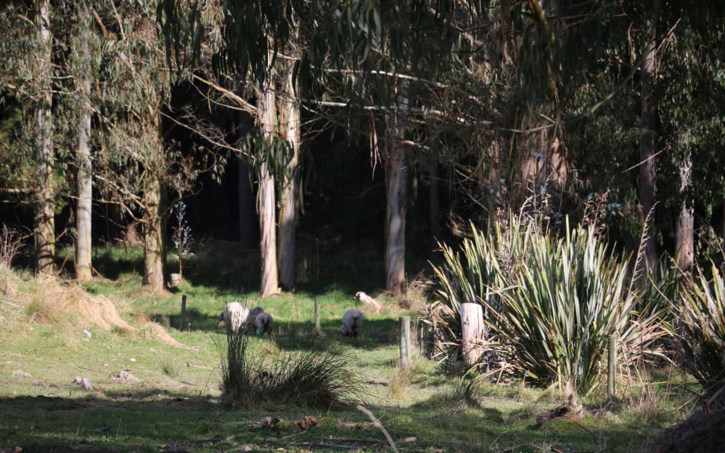 Barkers of Geraldine