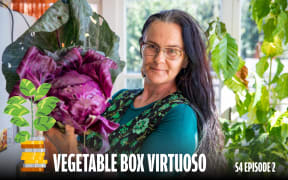 A woman with long dark hair and glasses holds a large purple cabbage with green leaves. She stands in a sunlit room with plants in the background. A stylized money plant graphic and bold text read 'Vegetable Box Virtuoso – S4 Episode 2.