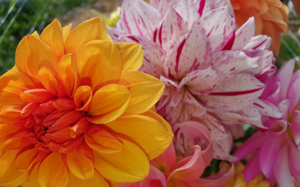 Dahlias