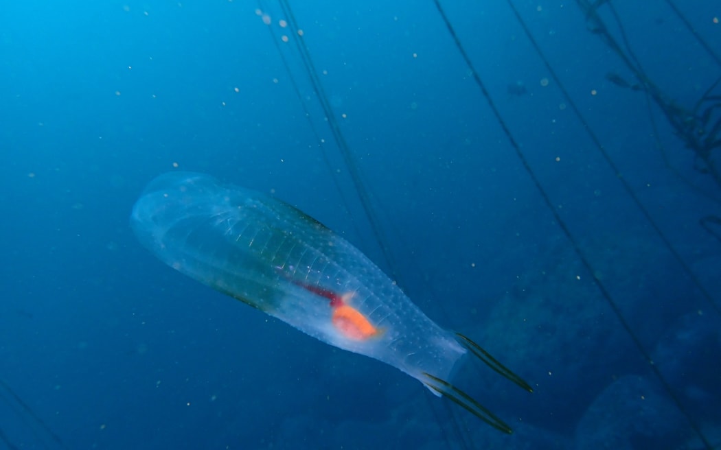 Twin-sailed Salp