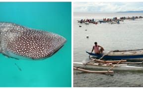 Left: a whale shark - the biggest fish in the ocean and right: whale shark tourists cluster around an area where the sharks are hand-fed in Oslob, Philippines.