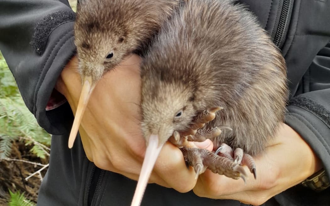 Two kiwi North Island brown kiwi chicks have hatched in the Wellington wilderness for the first time in 150 years.