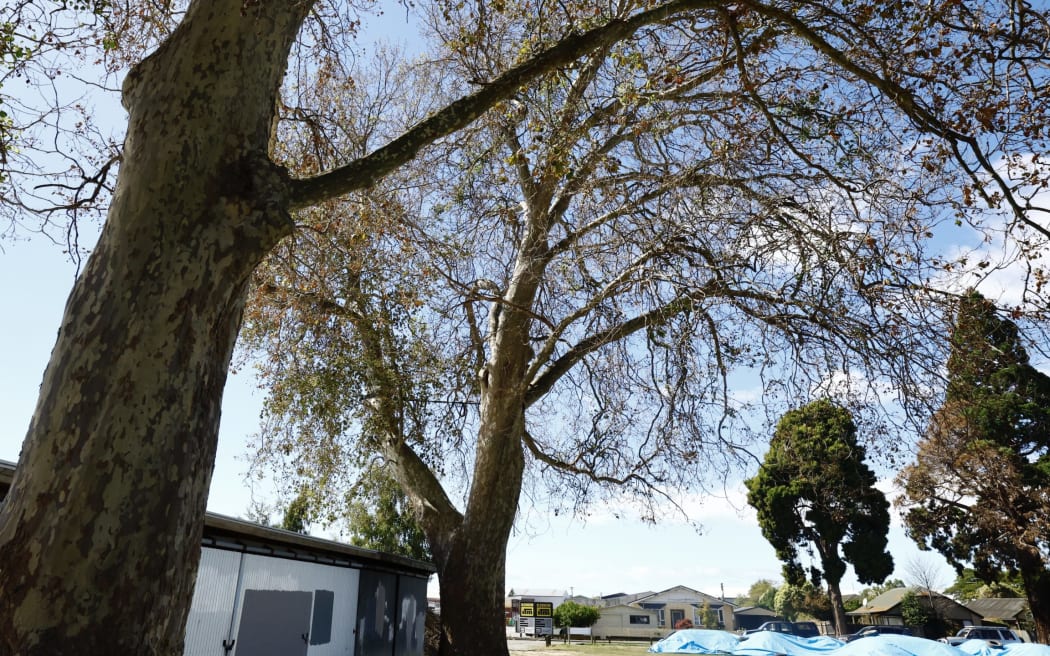 An arborist undertaking monitoring of large trees in Horton Park in Blenheim late last year noticed holes had been drilled into some of the trees. SUPPLIED: MAIA HART/LDR - SINGLE USE ONLY