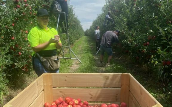 Picking has begun at the Wilson family orchard in Hawkes Bay a year after Cyclone Gabrielle caused huge damage