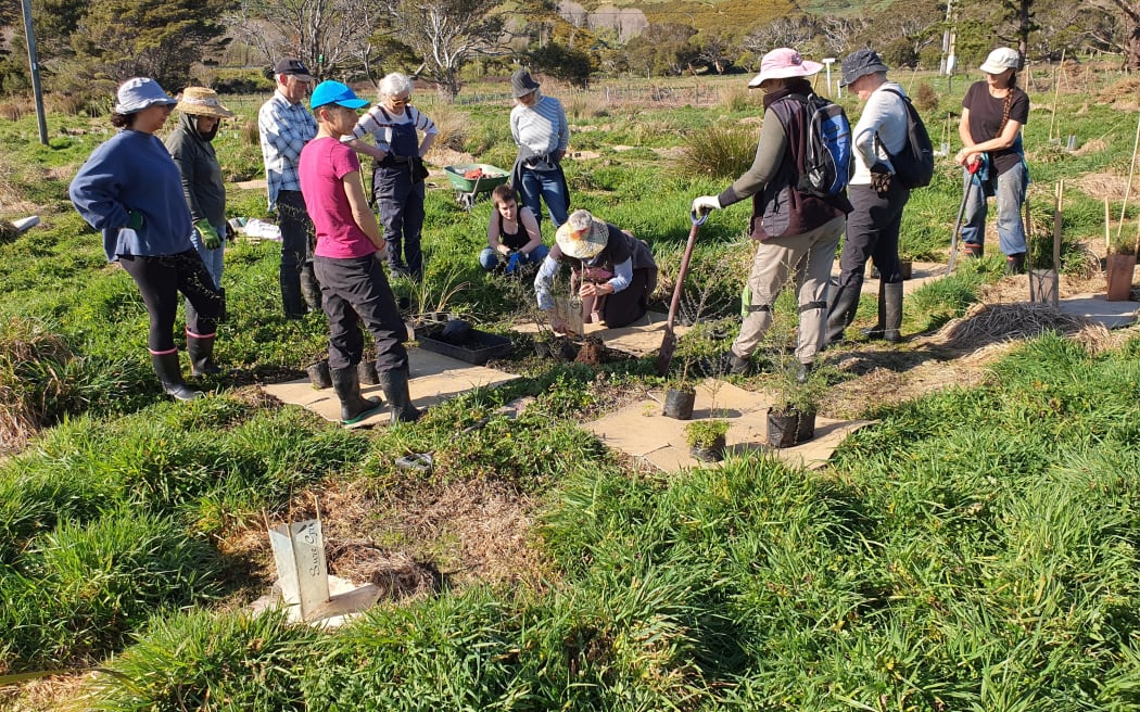 Jill Visser manages a team of volunteers restoring an area of historic wetland in Queen Elizabeth Park on the Kāpiti Coast to its former glory.