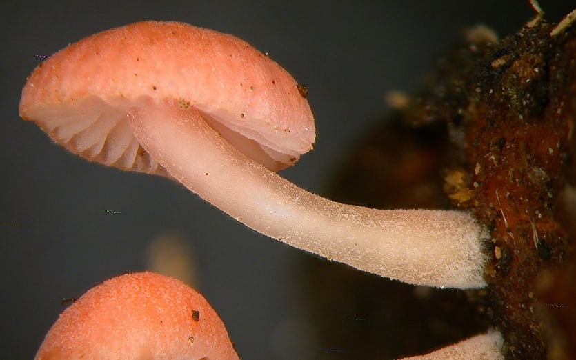 Mycena roseoflava