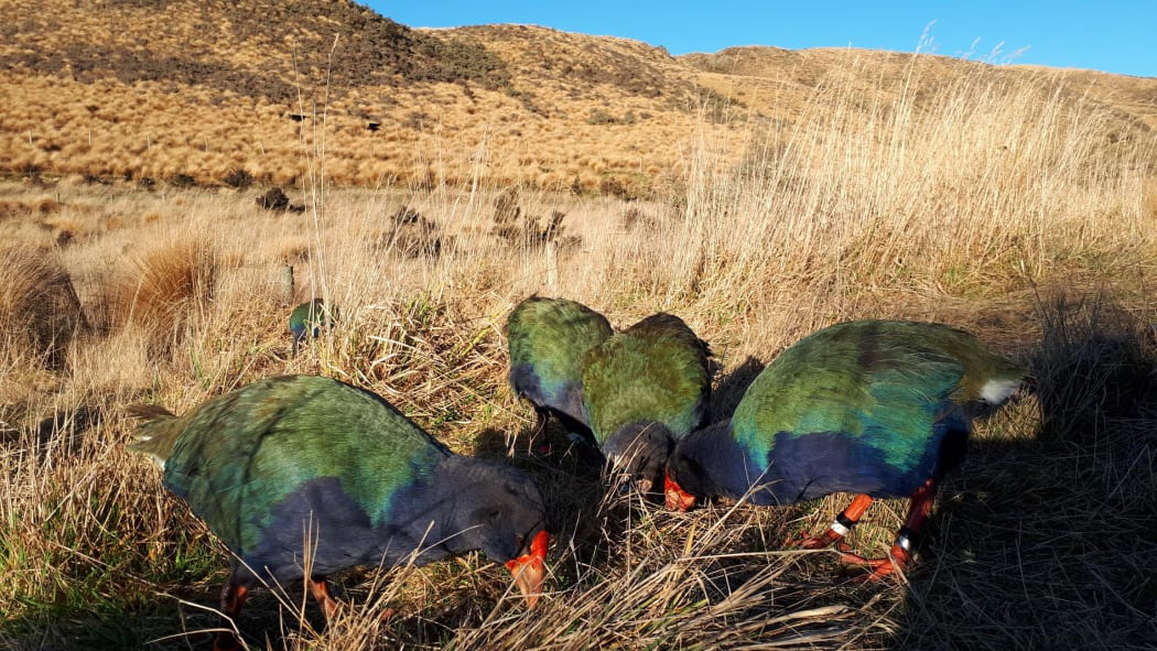 A takahē foster family.