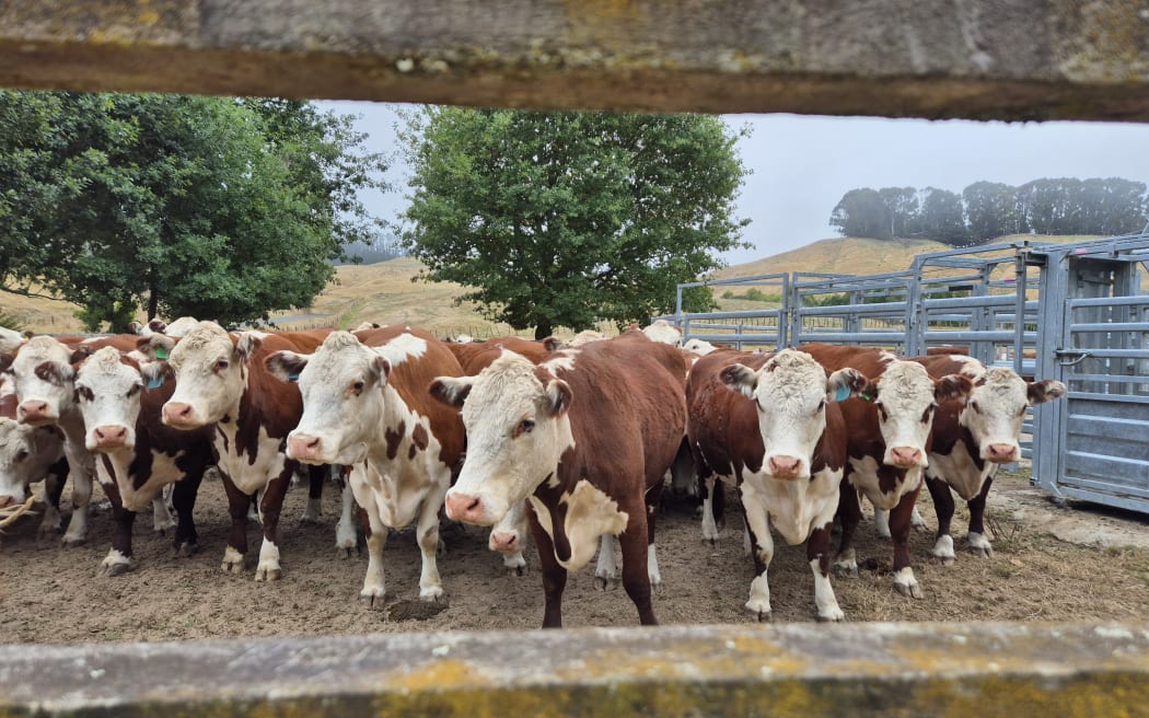 Alex Richardson's pregnant hereford cows await their truck to Whitianga where they'll graze greener pastures for six weeks.
