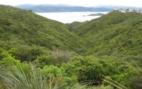 As it stands, the proposed motorway between Petone to Grenada would cut across two local reserves, including the Gilberd Bush Reserve.