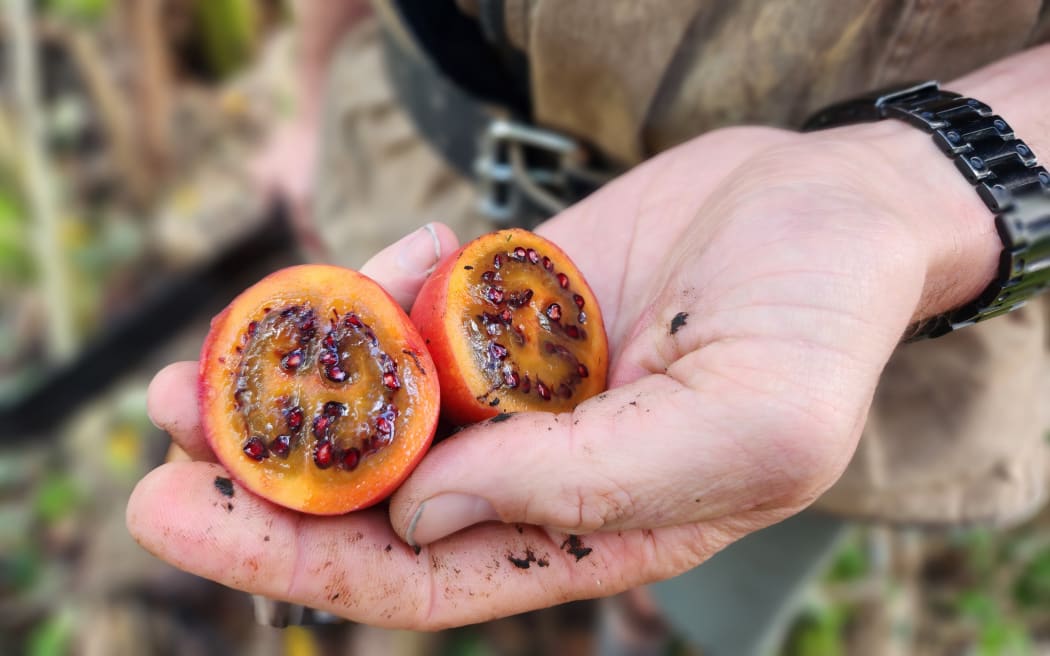 Tamarillos are among the fruit growing in Jared's food forest