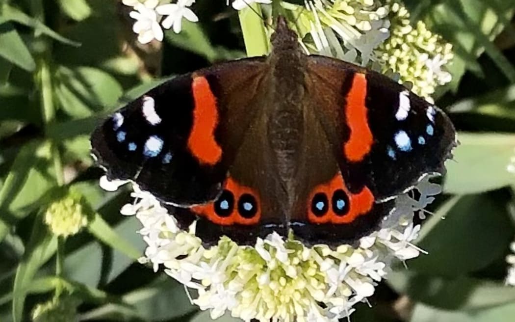 Red Admiral butterfly