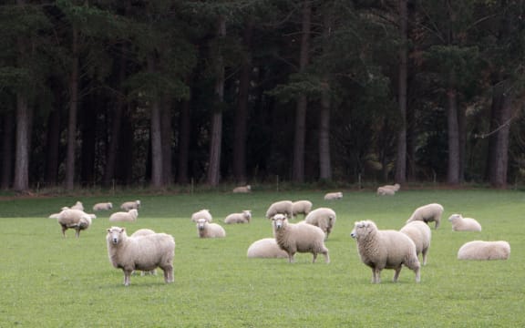 A report commissioned by Beef + Lamb found the returns on forestry land could be twice those of sheep and beef farms - but forestry created fewer jobs