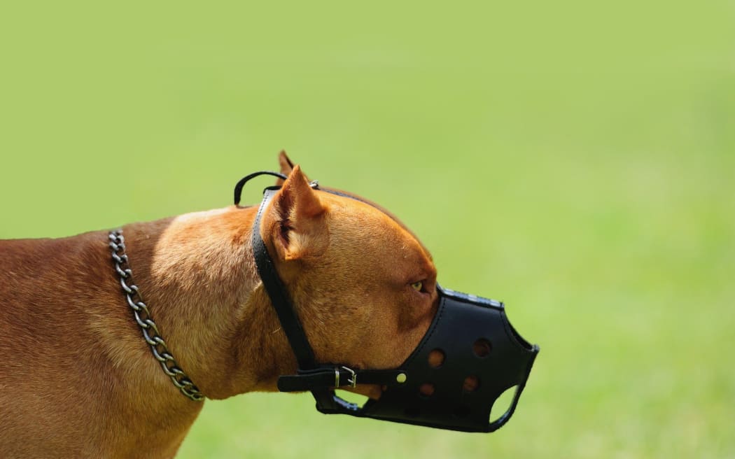 Masterton council are considering whether a dog should be classified as menacing following an attack at a local park.