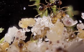 Argentine ants