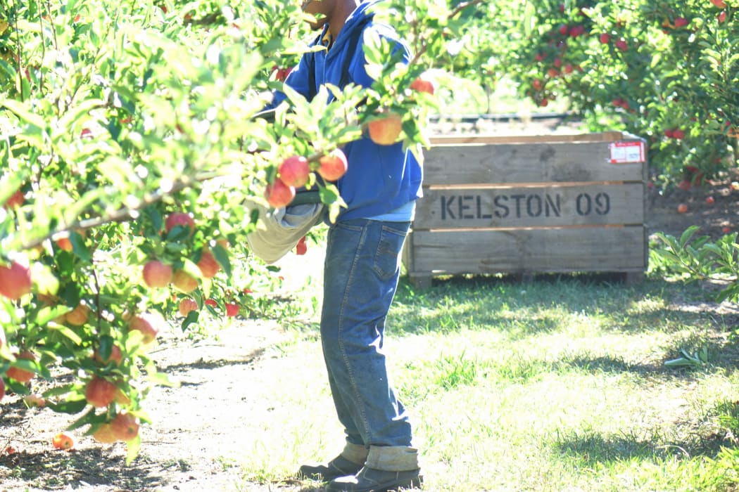 Pacific Islander diong seasonal work under the RSE scheme in Hawke's Bay.