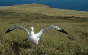 Antipodean albatross
