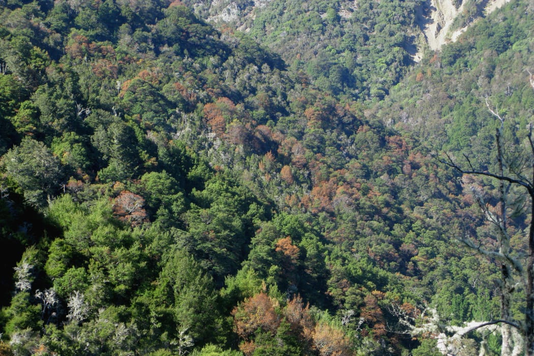 Dead silver and red beech in Mount Richmond Forest Park