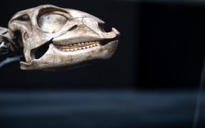 02 May 2024, Berlin: A skeleton of a Dysalotosaurus lettowvorbecki is on display at the Museum für Naturkunde Berlin. The name of the dinosaur refers to Paul von Lettow-Vorbeck, a German officer who was involved in the genocide of the Herero and Nama. Photo: Sebastian Gollnow/dpa (Photo by Sebastian Gollnow / dpa Picture-Alliance via AFP)