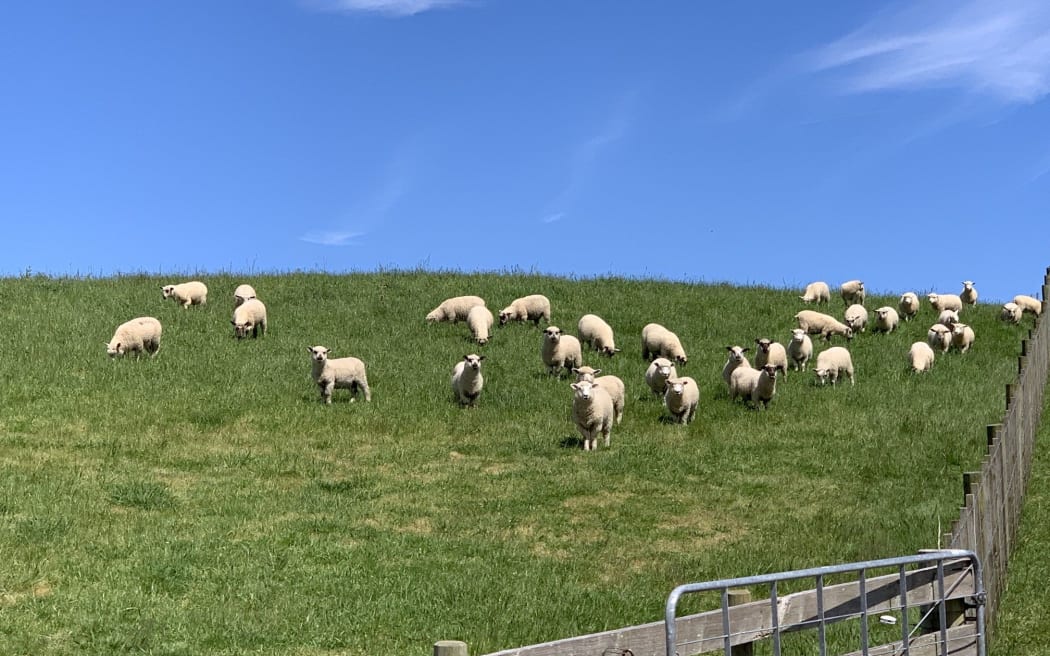 There were 307 lambs stolen from the Ruawai farm valued at $40,000.