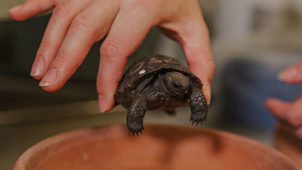 A baby Galapagos tortoise at Auckland Zoo