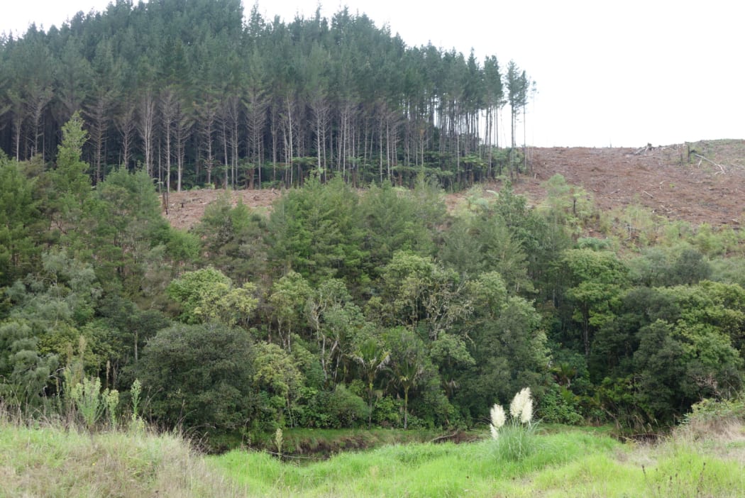 Pines above a riparian strip ... Mangakahia River.
