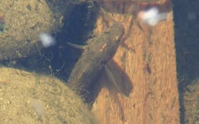 Small fish