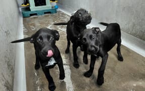 The three puppies taken into police care.