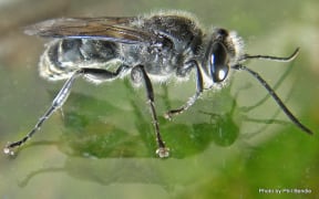 New Zealand Mason Wasp