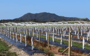 Houhora, a key avocado growing area on the Far North's Aupōuri Peninsula