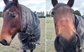 Nutella a 14-year-old SB mare looking for her forever home as a treasured paddock mate.