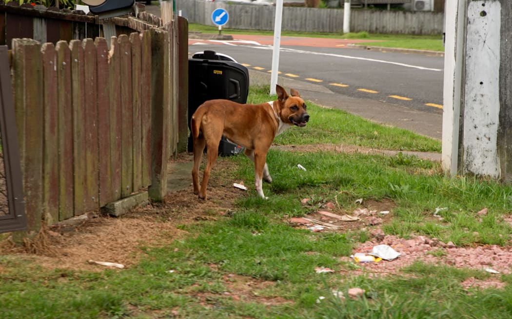 Roaming Dogs in South Auckland