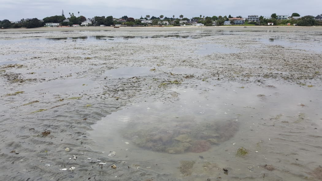These sandy intertidal flats at Clark's Beach on the Manukau Harbour are home to shells, worms and microbes. The round pool of water is a feeding pit made by a sting ray or eagle ray.