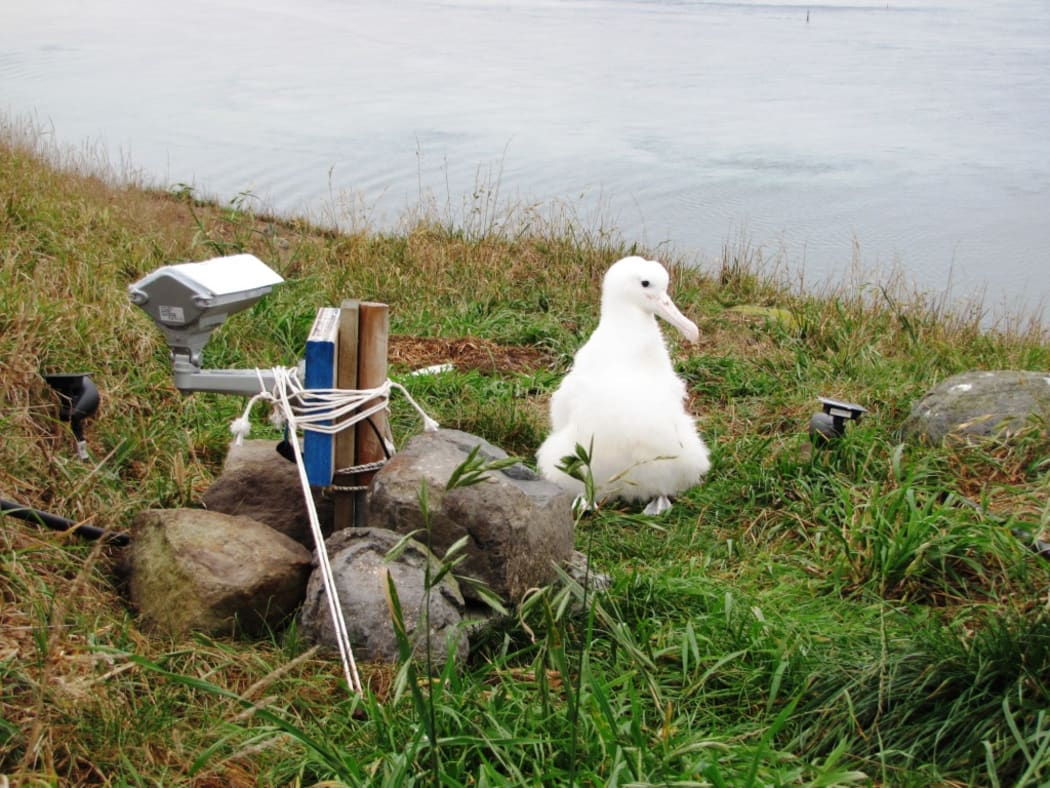 Albatross chick and weathertight camera