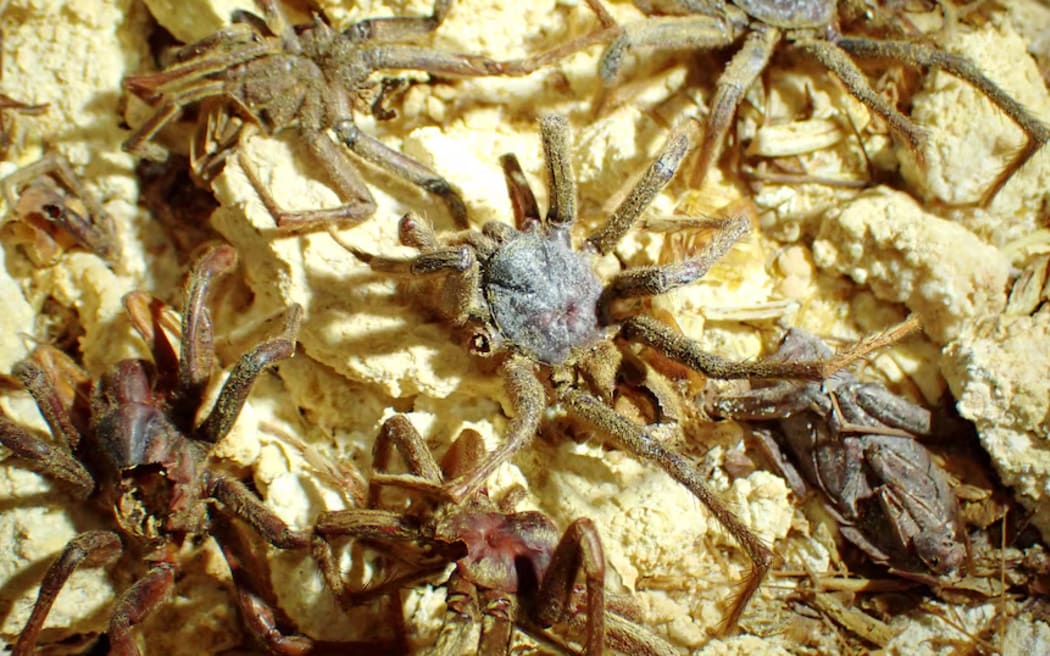 Hundreds of dead invertebrates were found in a Nullarbor cave including a concentrated group of spiders in a spot dubbed "party rock".