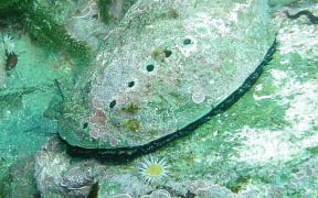 paua