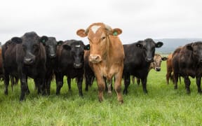 Wagyu
