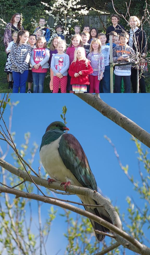Room 2 at Tainui School, in Dunedin, counting kereru in the school orchard (top), and a kereru or New Zealand native pigeon.