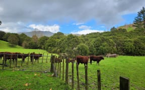 Red Devon cattle are good foragers and have an amazing temperament as well as produce beautiful beef, Lee says.