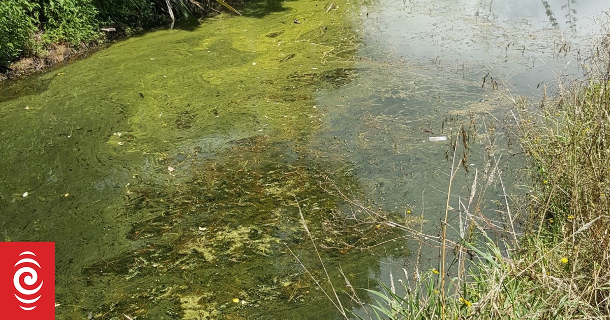 Tragic dog death prompts warning over river algae - NZ Herald