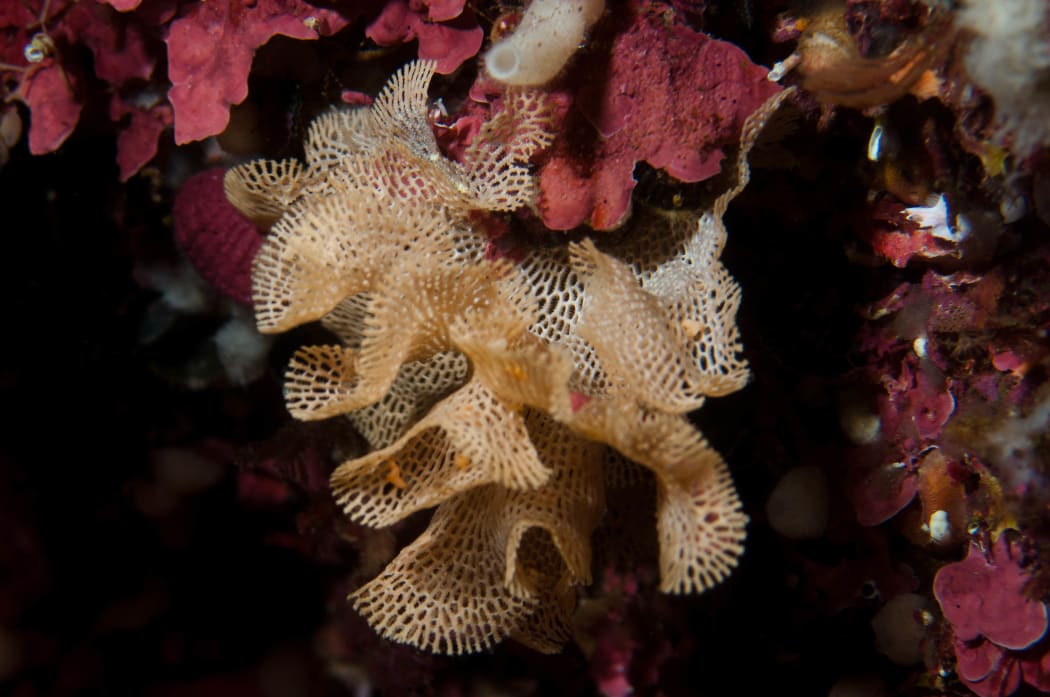 This Fiordland bryozoan is living up to the common name 'lace coral.'