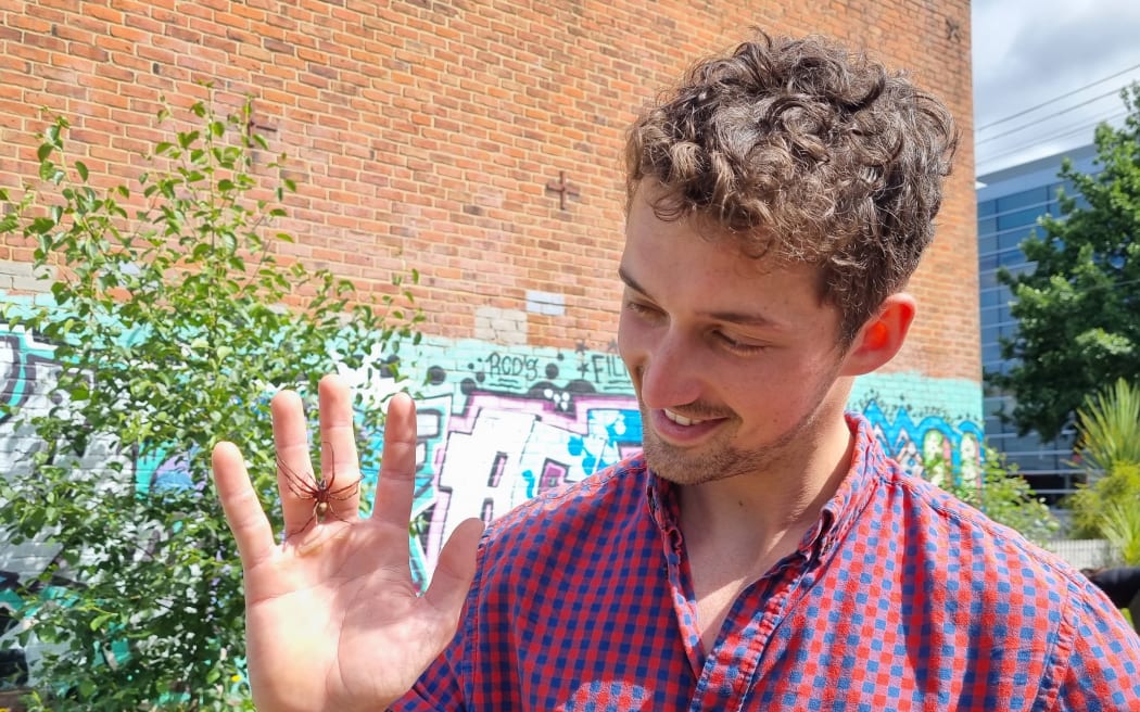 Science educator Samuel Purdie with a New Zealand sheetweb spider, Cambridgea spider genus