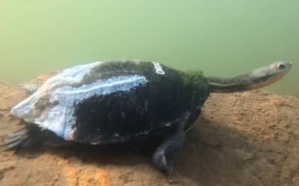 'Panel beater' for turtles saving lives with 3D printer and dental glue ...