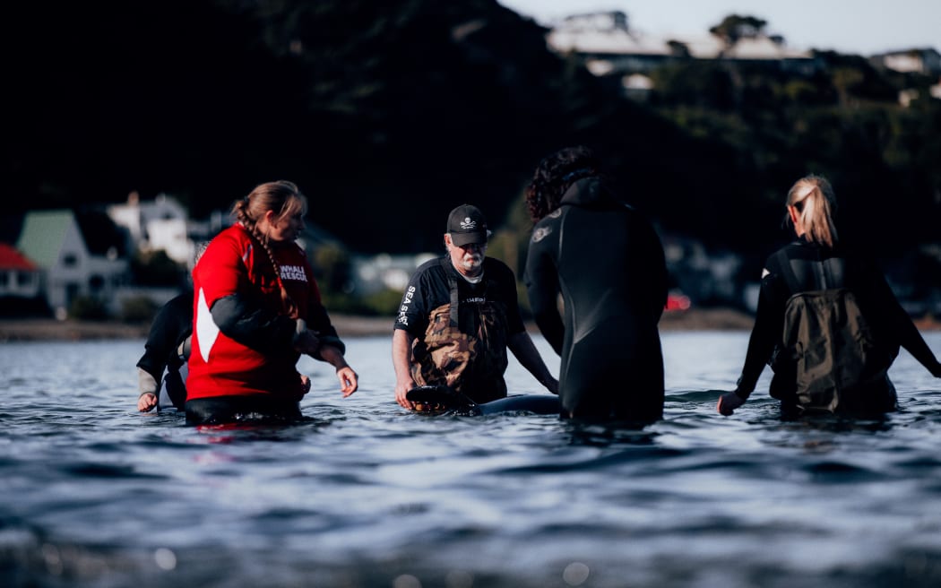 Rescuers and volunteers keep watch over a stranded baby orca at Plimmerton, Wellington.