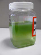 A sample of the potentially toxic algae.
